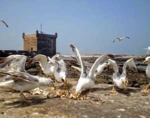 Trips Around Morocco Trips Around Morocco