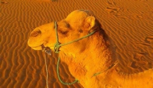 Trips Around Morocco, day trips and excursions Trips Around Morocco, day trips and excursions